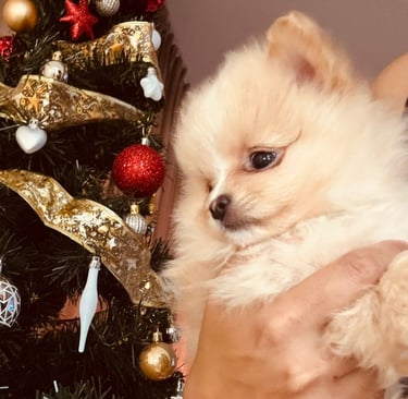 cachorro pomerania buenos aires