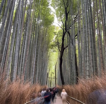 Foret de bambous d'Arashiyama