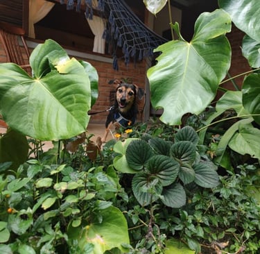 A dog on the porch with plants