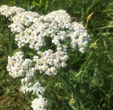 Kostenlose Kräuterwanderungen in Sankt Englmar Schafgarbe