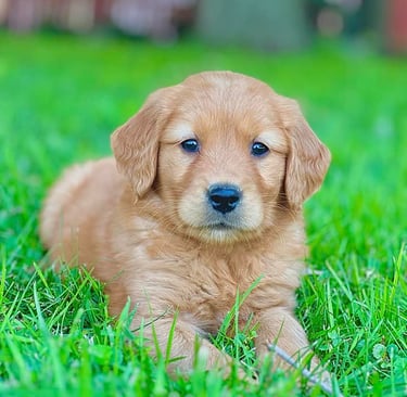 Golden retriever roux, énergique et curieux, jouant dans l'herbe.
