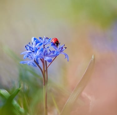 a ladybug ladybug ladybug ladybug ladybug