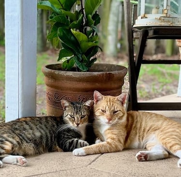 Safe, non-toxic products for pets and a healthy family home