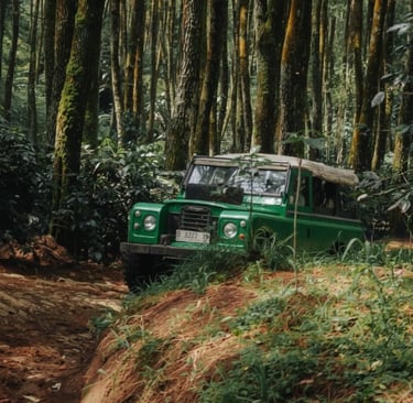 Jeep off-road hijau melintas di jalur hutan pinus yang rimbun, dikelilingi pepohonan tinggi dan semak hijau, menggambarkan su