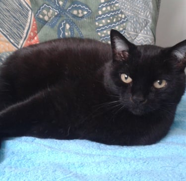 Joli chat noir couché sur canapé