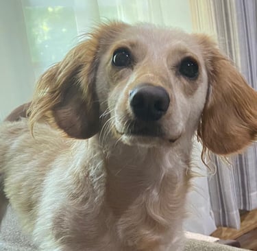 a dachshund is standing on a couch