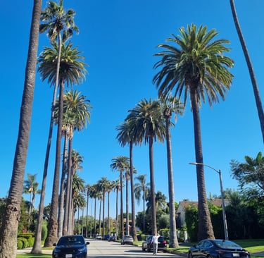 Alignement de palmiers typiques le long d'une avenue à Beverly Hills ou Santa Monica