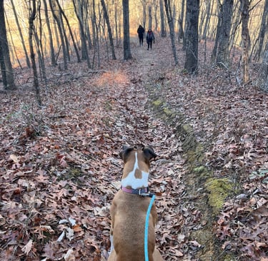 a dog sitting on a leafy trail in the woods waiting on her companions