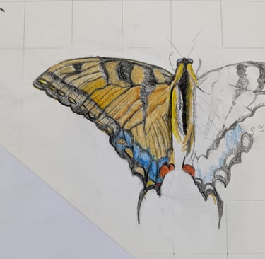 pencil drawing butterfly, drawing painting art course newport Pagnell