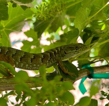 A large lizard sits on a grape vine in the shade