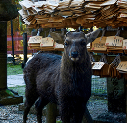Un cerf qui nous regarde droit dans les yeux