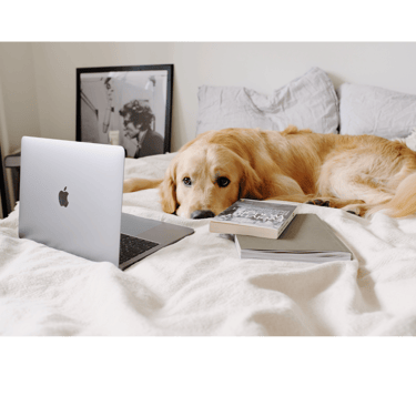 a dog laying on a bed with a laptop