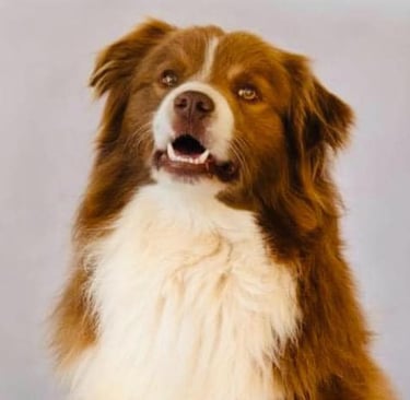 french bloodlines chocolate and white border collie stud dog