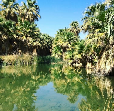Palm Springs, CA - Thousand Palms Oasis is a desert oasis, created by water seeping up from below