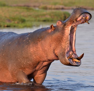 Hippo