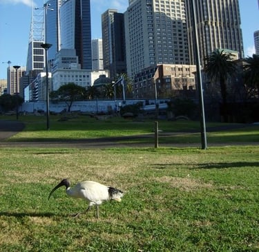 veduta dal basso di ampio giardino con un volatile australiano e sfondo di grattacieli di Sydney