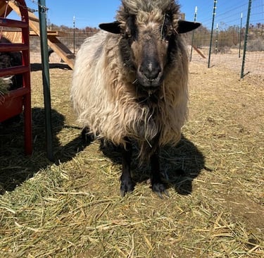 A Navajo-Churro ewe