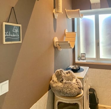 chambre pension féline