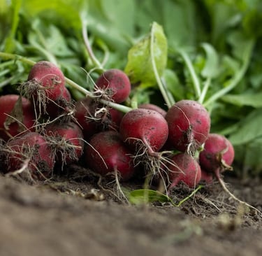 multiple red radish plants that just got harveted