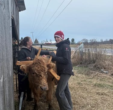 Two people fit a traditional wooden yoke onto a fluffy brown Highland cow outside a rustic barn.