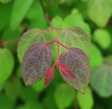 green and red Katsura Tree leaves