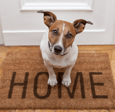 Dog on a welcome mat