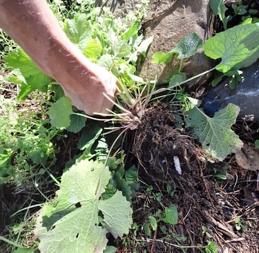 a person removing a plant in our garden