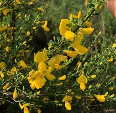 a Scotch Broom bush stem with leaves and flowers