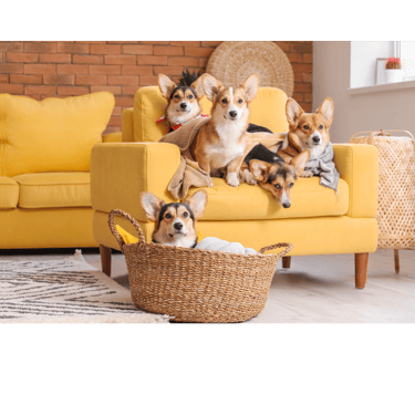 a dog sitting on a couch with a basket in front