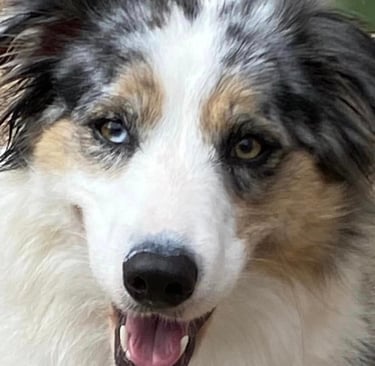 tri blue merle border collie mum