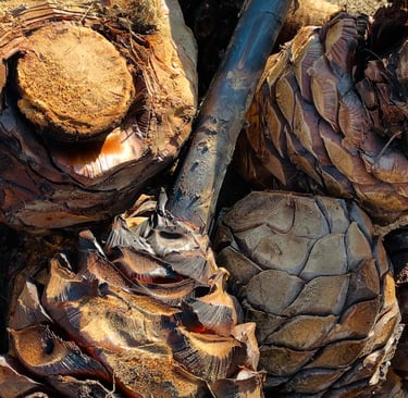 Close-up of roasted agave hearts showing the caramelization process used in Machee production.