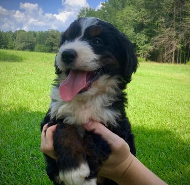 Happy Bernedoodle puppy
