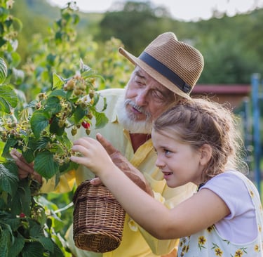 Old man and girl picking raspberries