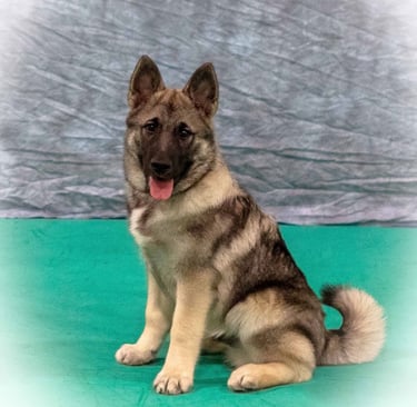 Portrait of Norwegian Elkhound puppy