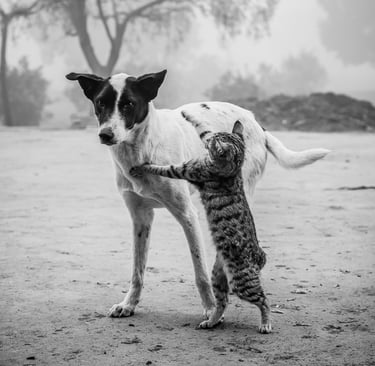 Cachorro e gato brincando, representando o Projeto Os Pets de Deus.