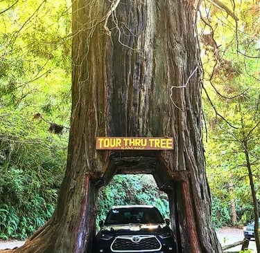 CA Coast - Drive thru a Redwood tree at Klamath Tour Thru Tree
