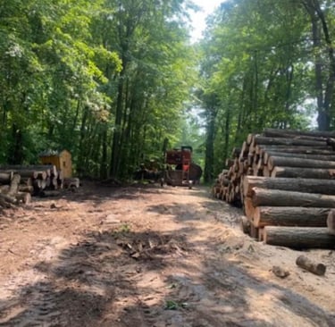 logging timber