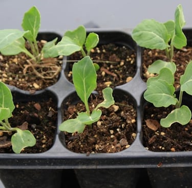 lemon seeds that got planted and sprouted