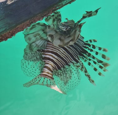 A venomous red lionfish swimming in clear turquoise ocean water near a wooden dock.