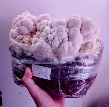 Lions mane fruiting block a medicinal mushroom