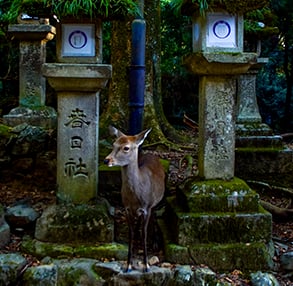 Une biche dans un sanctuaire