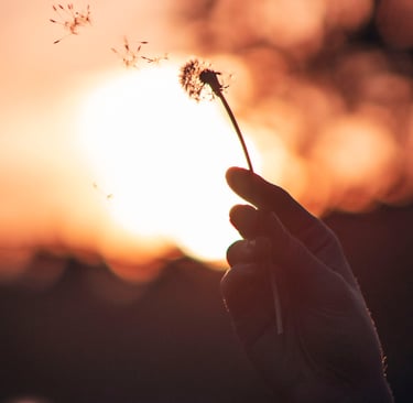 graine de pissenlit s'envolant symbole de renouveau, de croissance
