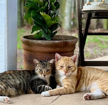 two cats are laying on the porch of a house