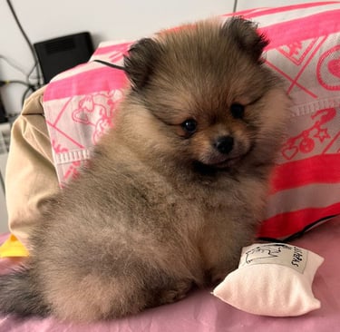 venta perro pomerania buenos aires