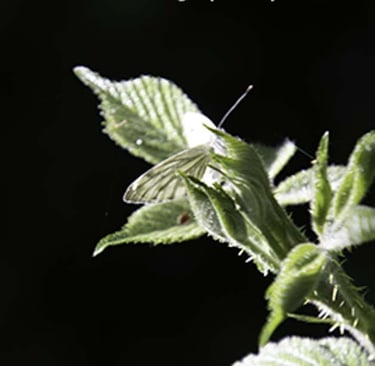 When Photographs Speak by Ormulyce