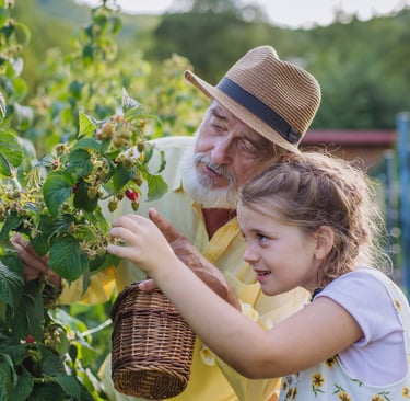 Elderly man picking raspberries with young girl