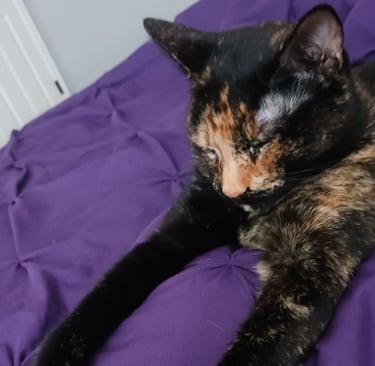 Beetle loves to stretch her front paws