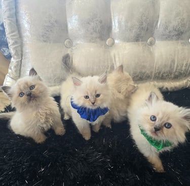 Texas Siberian kittens