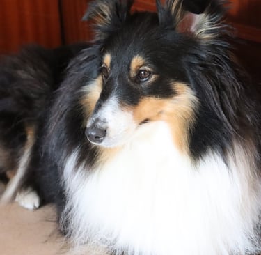 Pastor de las islas de shetland, Maravryan shelties, Shelties de Maravryan, Shetland sheepdog