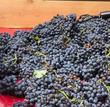 Dark purple grapes
